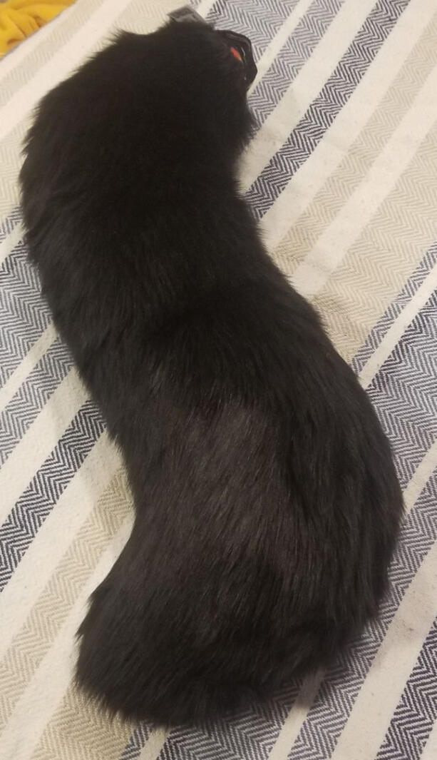 Black wolf tail Black wolf tail